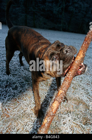 Ein Hund beißt einen Stock Stockfoto