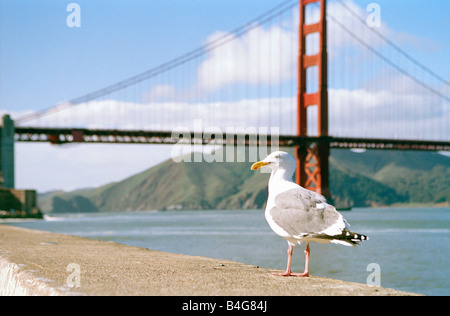 Eine Möwe sitzt auf einer Mauer vor der Golden Gate Bridge Stockfoto