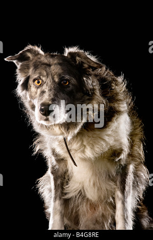 Border Collie Mischling Stockfoto