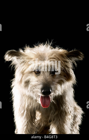 Gemischt-Rasse Schäferhund, portrait Stockfoto