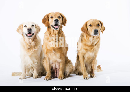 Drei Golden Retriever Stockfoto