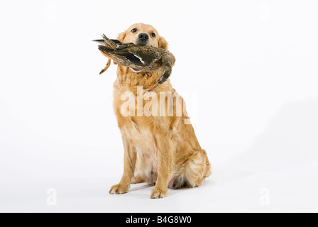 Ein Golden Retriever, eine tote Ente im Maul halten Stockfoto