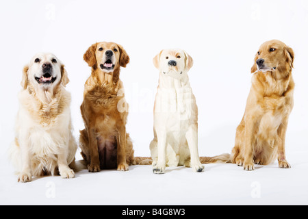 Drei echte Golden Retriever und einem gefälschten Keramik Hund Stockfoto