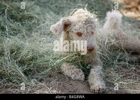 Einen spanischen Wasserhund hinlegen, mit Rasen bedeckt Stockfoto