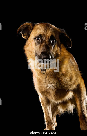 Gemischt-Rasse Schäferhund, portrait Stockfoto