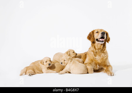 Ein Golden Retriever mit ihren Welpen Stockfoto