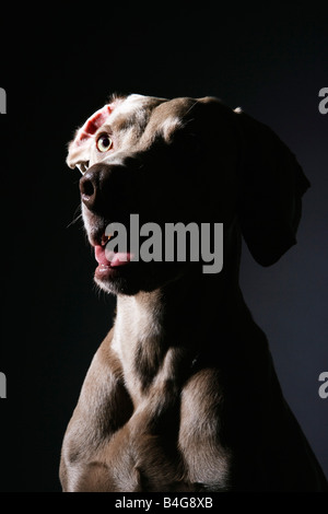 Weimaraner, portrait Stockfoto