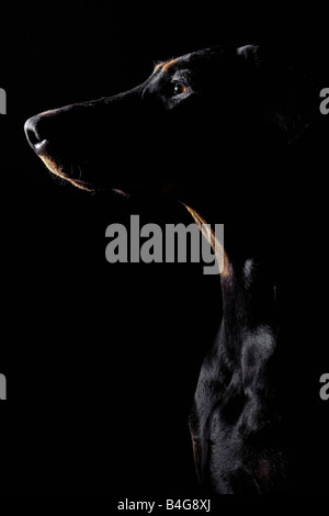 Doberman Pinscher Stockfoto