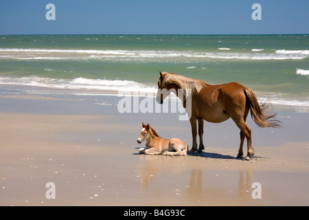 Eine wilde Banker Pony-Stute und ihr Fohlen, Outer Banks, North Carolina Stockfoto