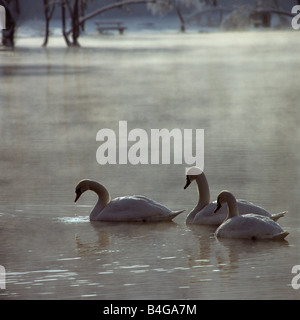 Schwäne auf einem See Stockfoto