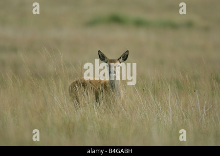 Rothirsch Cervus Elaphus einzelnes Kalb stehen in langen grass genommen Oktober Isle of Jura Argyll Scotland UK Stockfoto
