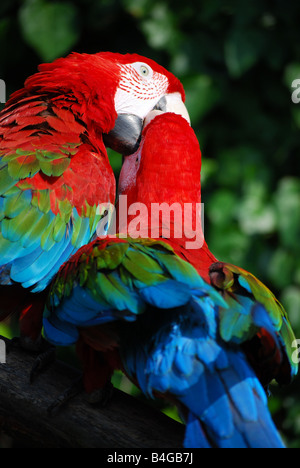 Papageien, küssen Stockfoto