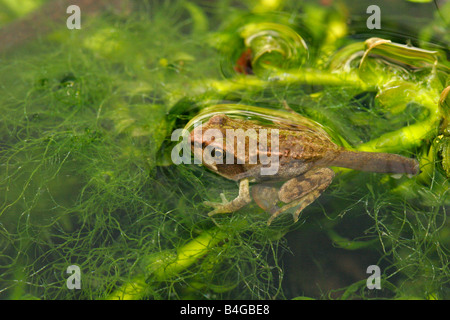 Gemeinsamen Frosch Rana Temporaria einzelne Froglet ruhen im Gartenteich genommen Juni London UK Stockfoto