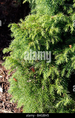 CRYPTOMERIA JAPONICA Stockfoto