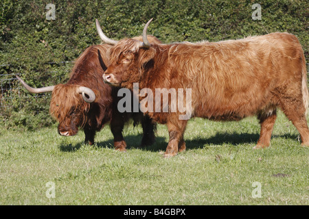 Highland Cattle oder Kyloe - eine alte schottische Rasse der Rinder ...