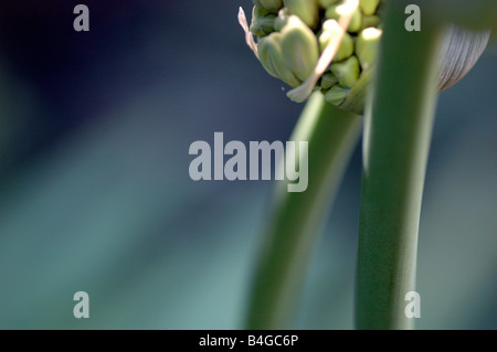 Agapanthus stammt Stockfoto