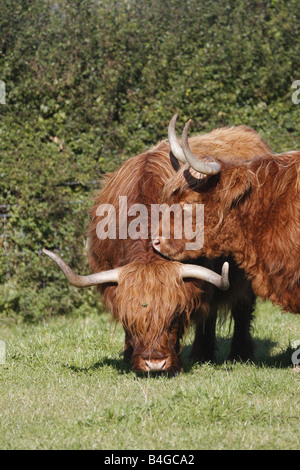 Hochlandrinder (Rutland) lange Hörner kostenlose roaming in Pembrokeshire Feld. Horizontale. 85243 Aberdeen-Angus Stockfoto