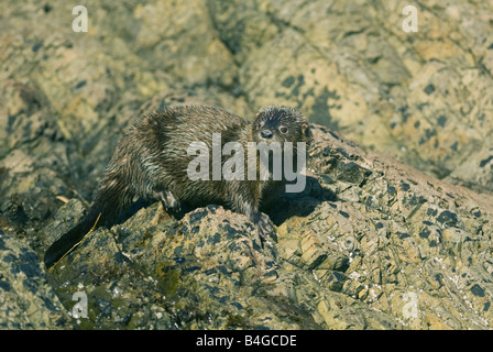 Marine Otter (Lontra Felina) oder Chungungo, bedrohte, Chiloé Insel, CHILE Stockfoto