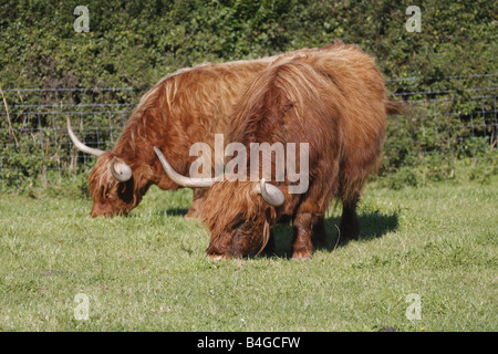 Hochlandrinder (Rutland) lange Hörner kostenlose roaming in Pembrokeshire Feld. Horizontale. 85249 Aberdeen-Angus Stockfoto