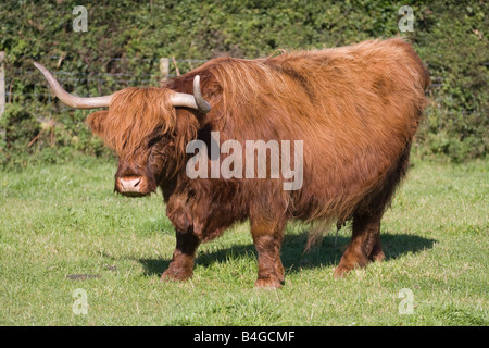 Hochlandrinder (Rutland) lange Hörner kostenlose roaming in Pembrokeshire Feld. Horizontale. 85258 Aberdeen-Angus Stockfoto