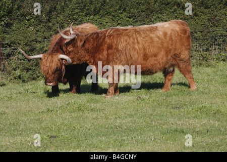 Hochlandrinder (Rutland) lange Hörner kostenlose roaming in Pembrokeshire Feld. Horizontale. 85237 Aberdeen-Angus Stockfoto