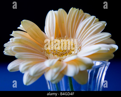 Nahaufnahme von einem Creme farbigen Blüte in eine Vase mit schwarzem Hintergrund und blaue Basis und durch natürliches Licht beleuchtet Stockfoto