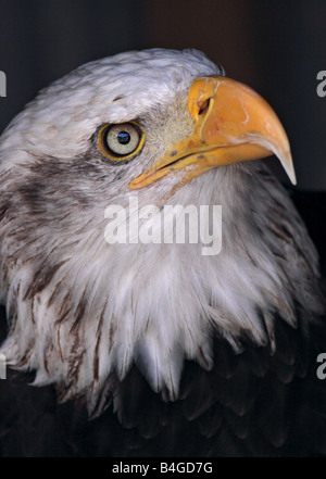 Alaskan Weißkopf-Seeadler (Haliaeetus Leucocephalus), UK Stockfoto