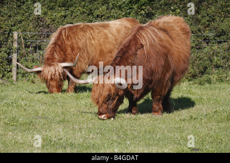 Hochlandrinder (Rutland) lange Hörner kostenlose roaming in Pembrokeshire Feld. Horizontale. 85250 Aberdeen-Angus Stockfoto