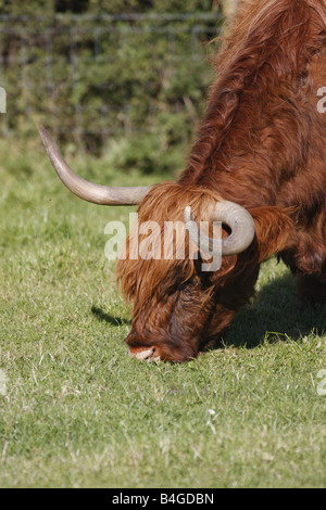 Hochlandrinder (Rutland) lange Hörner kostenlose roaming in Pembrokeshire Feld. Horizontale. 85251 Aberdeen-Angus Stockfoto