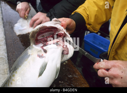 Man schneidet einen frisch gefangenen Kabeljau Stockfoto