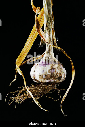 Reife Knoblauchzwiebel Stockfoto