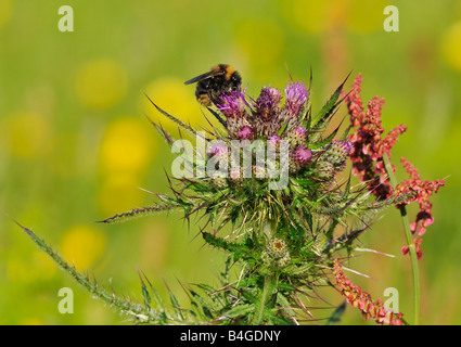 Hummel auf Marsh Distel Cirsium palustre Stockfoto