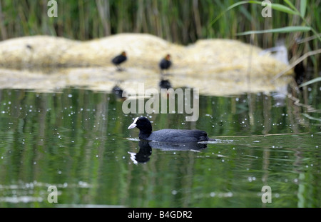 Eurasische Blässhuhn mit Küken im Hintergrund. Belhus Country Park. Stockfoto