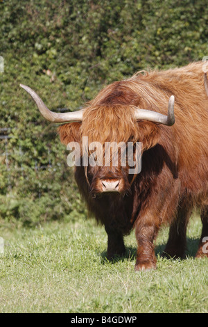 Hochlandrinder (Rutland) lange Hörner kostenlose roaming in Pembrokeshire Feld. Horizontale. 85246 Aberdeen-Angus Stockfoto