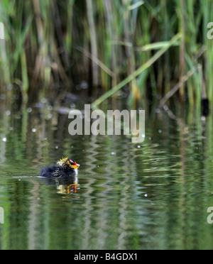 Blässhuhn Küken schwimmen. Rainham Sümpfe. Essex. Stockfoto