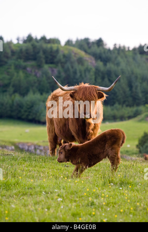 Highland Kuh und Neugeborenen Kalb Schottland Stockfoto