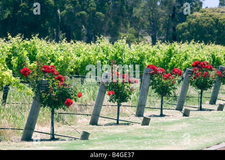 Weingut rote Rosen am Ende jeder Zeile, Voyager Estate Weinberg, Margaret River Region, western Australia, australia Stockfoto