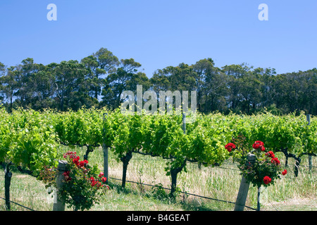 Rote Rosen und Weinreben im australian Voyager Estate Vineyard, Margaret River, Western Australia Stockfoto