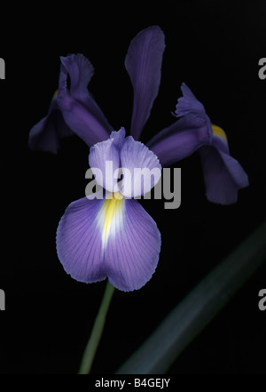 Iris in Blüte Nahaufnahme Stockfoto