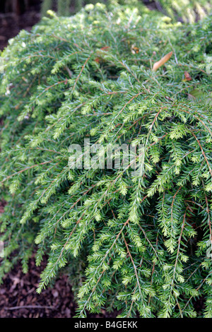 TSUGA CANADENSIS PENDEL Stockfoto