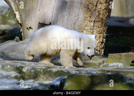 Knut, der Eisbär im Berliner Zoo, Deutschland Stockfoto