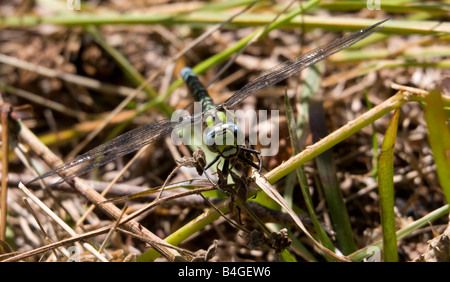 Libelle auf Halmstad Golf Course Halmstad Schweden Stockfoto