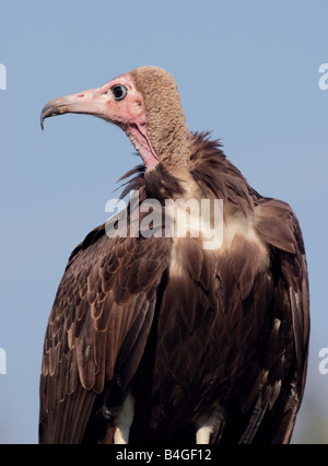 Afrikanische Hooded Vulture (Necrosyrtes Monachus), UK Stockfoto