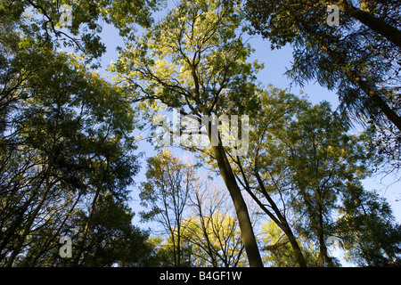 Bäume, Irchester Country Park, Irchester, Northamptonshire, England, UK Stockfoto