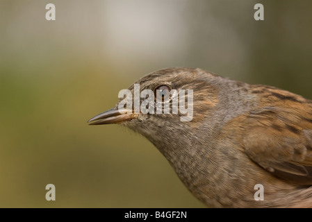 Prunella Modularis Heckenbraunelle Vogel Heckenbraunelle Stockfoto