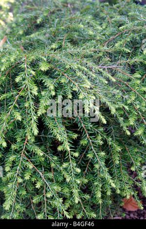 TSUGA CANADENSIS PENDEL Stockfoto