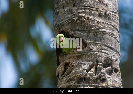 Geflohen waren. Stieg beringt Sittich / Halsbandsittich Blick aus seinem Nest Loch in den Stamm einer Kokospalme.  Andhra Pradesh, Indien Stockfoto