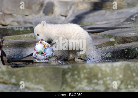 Knut, der Eisbär im Berliner Zoo, Deutschland Stockfoto