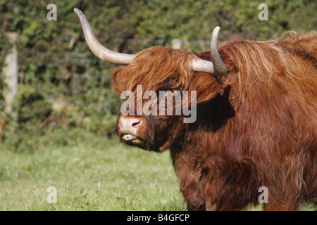 Hochlandrinder (Rutland) lange Hörner kostenlose roaming in Pembrokeshire Feld. Horizontale. 85254 Aberdeen-Angus Stockfoto