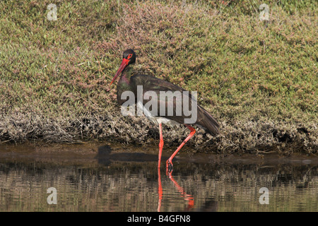 Schwarzer Storch Ciconia Nigra waten im seichten Wasserkanal um Kalloni Salinen, Lesbos, Griechenland im April. Stockfoto